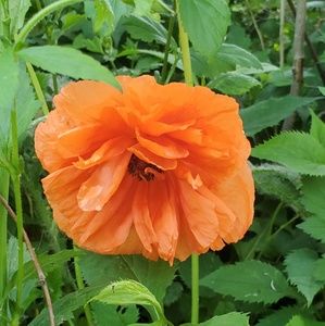 Meet your Posher, Adriana